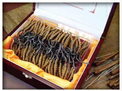 红寺堡冬虫夏草回收